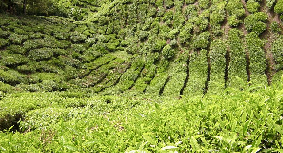 Mossy Forrest Cameron Highlands
